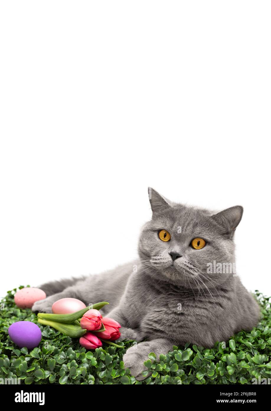 Gatto britannico con tulipani e uova di Pasqua su erba verde isolato su sfondo bianco. Composizione pasquale con un gatto divertente. Spazio di copia. Verticale Foto Stock
