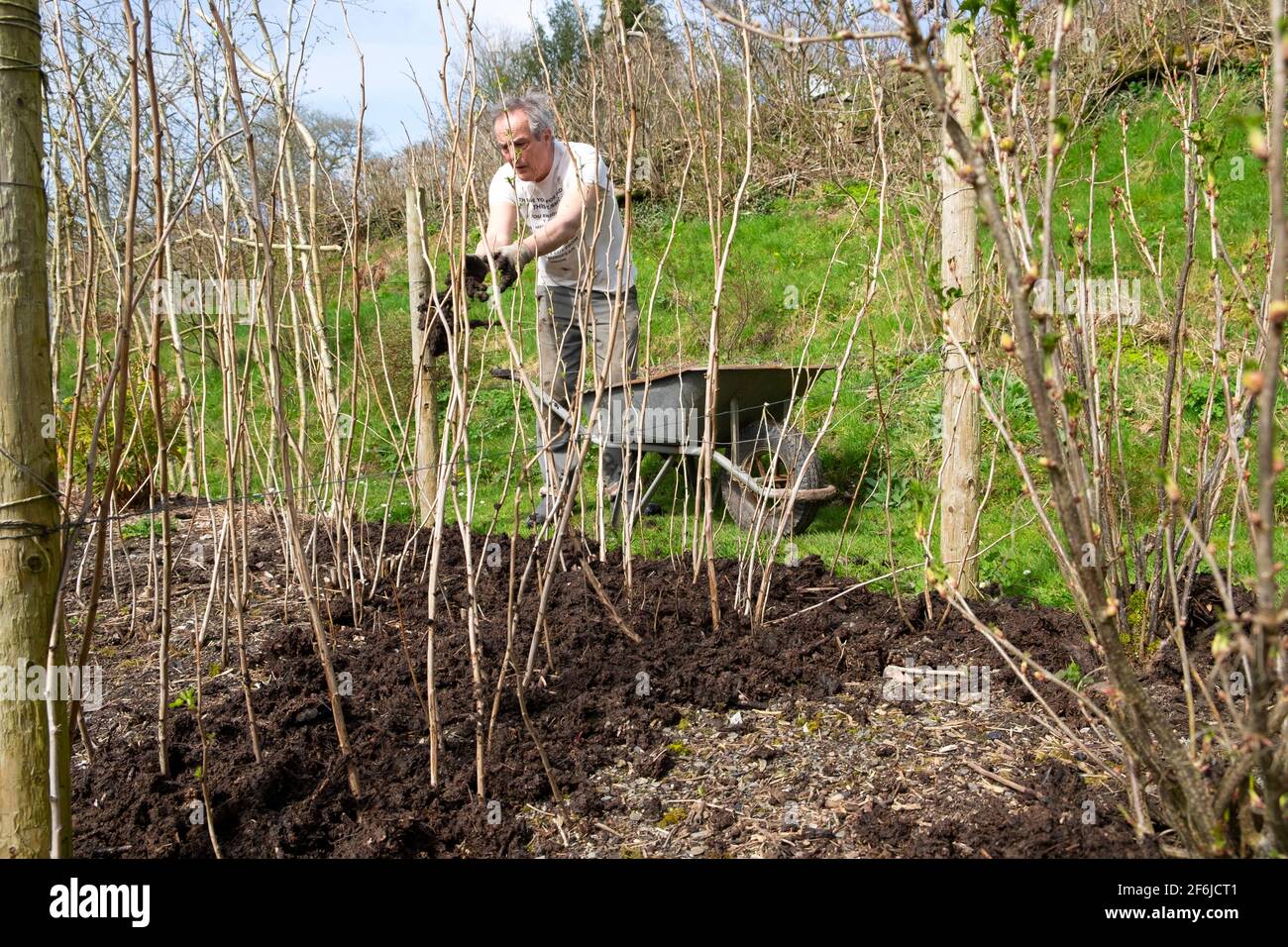 Uomo anziano giardiniere maschile pacciamatura lampone canne lamponi con composto Pacciame in primavera aprile giardino Carmarthenshire Galles UK KATHY DEWITT Foto Stock