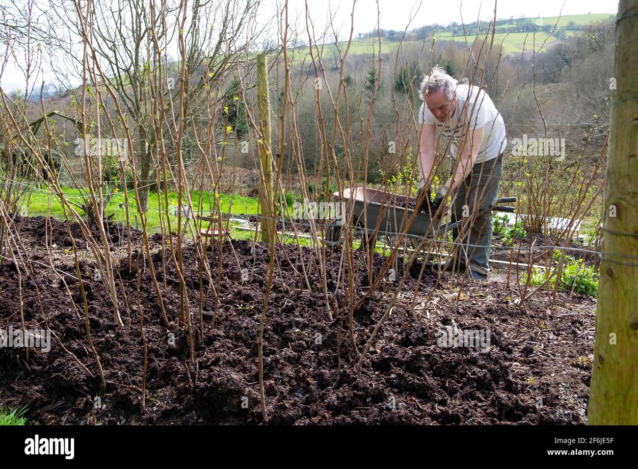 Uomo anziano giardiniere maschile pacciamatura lampone canne lamponi con composto Pacciame in primavera aprile giardino Carmarthenshire Galles UK KATHY DEWITT Foto Stock