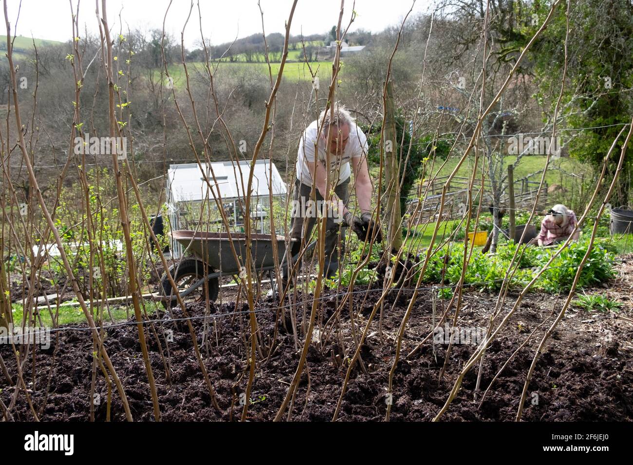 Uomo anziano giardiniere maschile pacciamatura lampone canne lamponi pacciame composto In primavera aprile giardino rurale Galles Regno Unito Gran Bretagna 2021 KATHY DEWITT Foto Stock