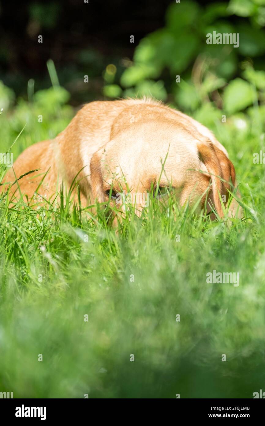 Ritratto di Labrador Retriever guardando qualcosa da vicino sul viso. Foto di alta qualità Foto Stock