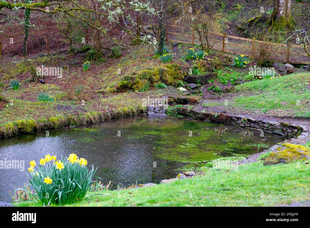 Giardino stagno piscina nel marzo 2020 in primo paesaggio primaverile con grumi di narcisi e licheni su alberi di quercia in Carmarthenshire Galles occidentale UK KATHY DEWITT Foto Stock