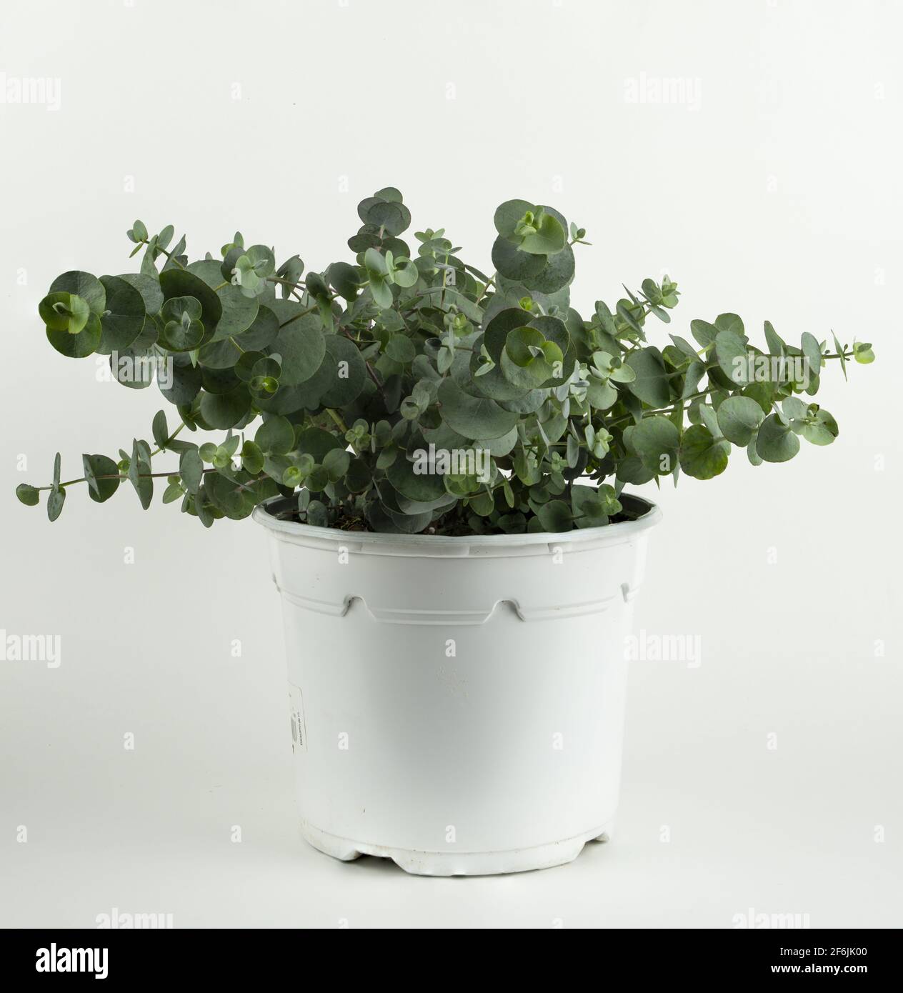 Eucalipto gunni in vaso con fondo bianco Foto Stock
