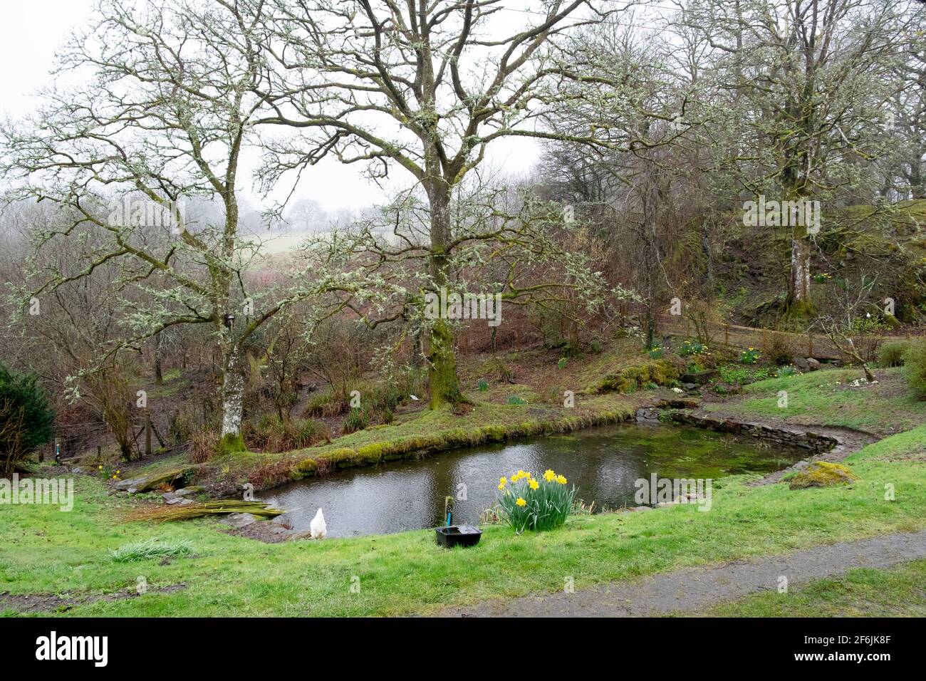 Giardino stagno piscina nel marzo 2021 nel paesaggio primaverile con grumo di narcisi e lichene su querce in Carmarthenshire Galles occidentale Regno Unito KATHY DEWITT Foto Stock