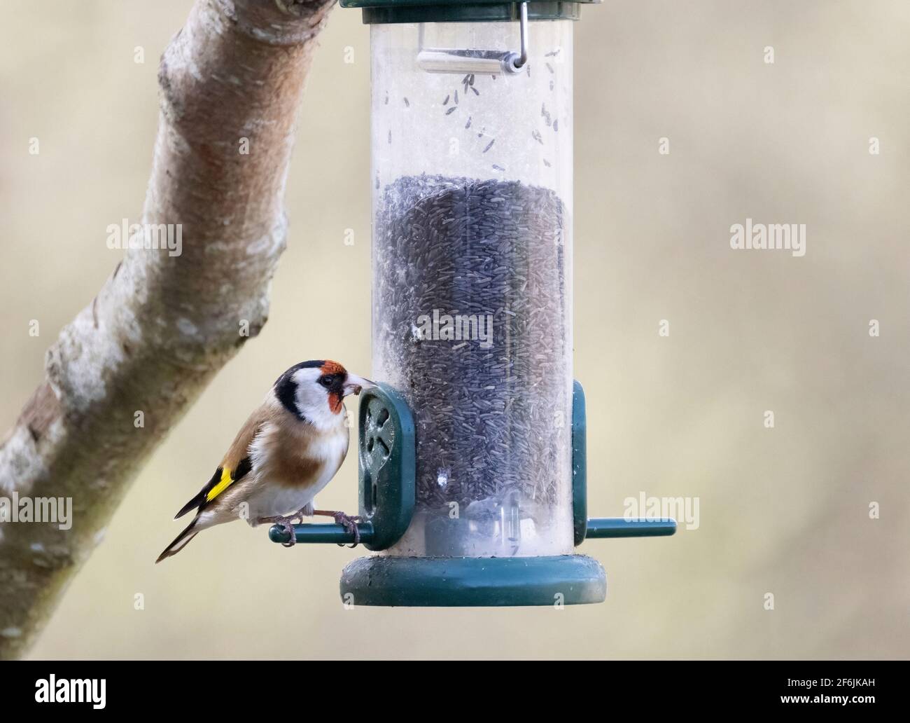 Goldfinch UK; One Goldfinch, aka European Goldfinch, Carduelis carduelis, che si alimenta da un alimentatore di uccelli da giardino di semi niger, Suffolk Inghilterra UK Foto Stock