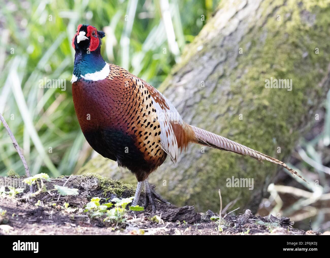 Pheasant UK; e fagiano maschile adulto, vista laterale, esempio di uccelli britannici; Lackford Lakes; Suffolk UK Foto Stock