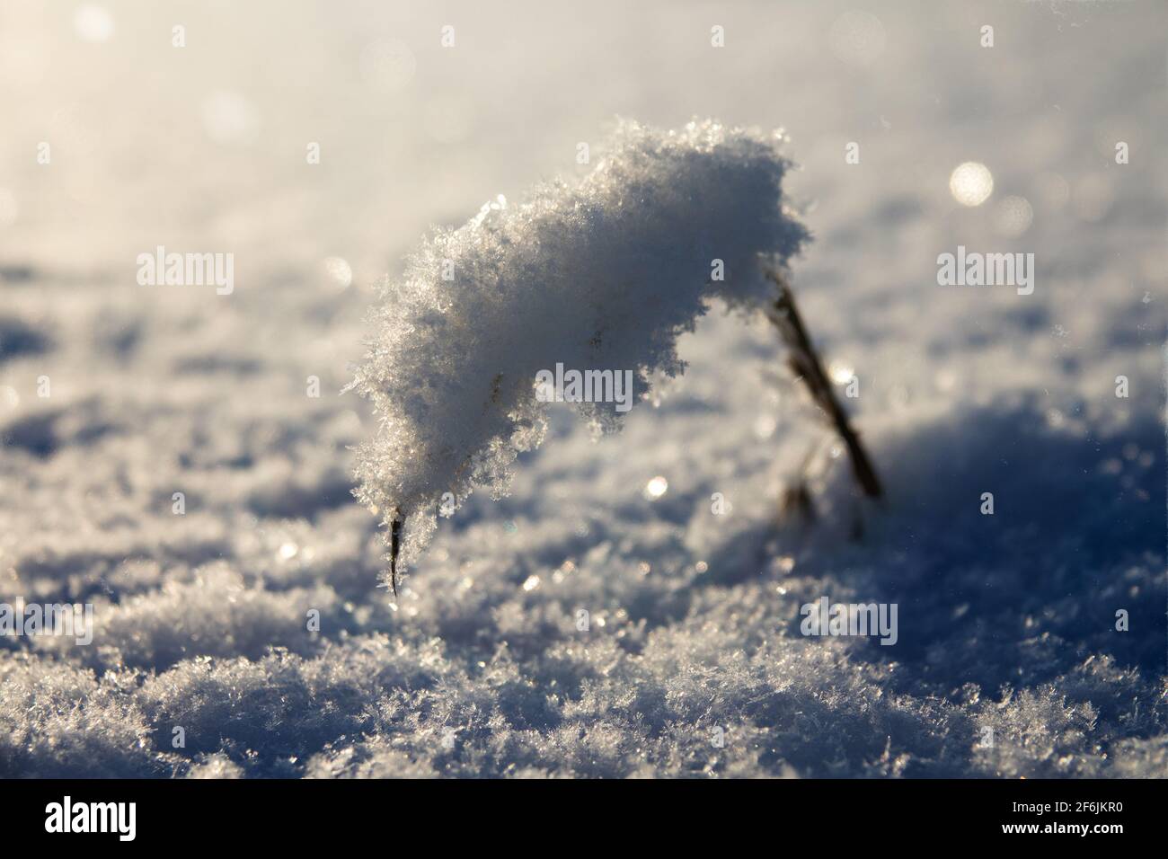 Una panicola di canna (o cereali) si stende dalla neve coperta di brina bella. Fiocchi di neve visibili sono appena caduti, scintille nella neve. Bella w Foto Stock