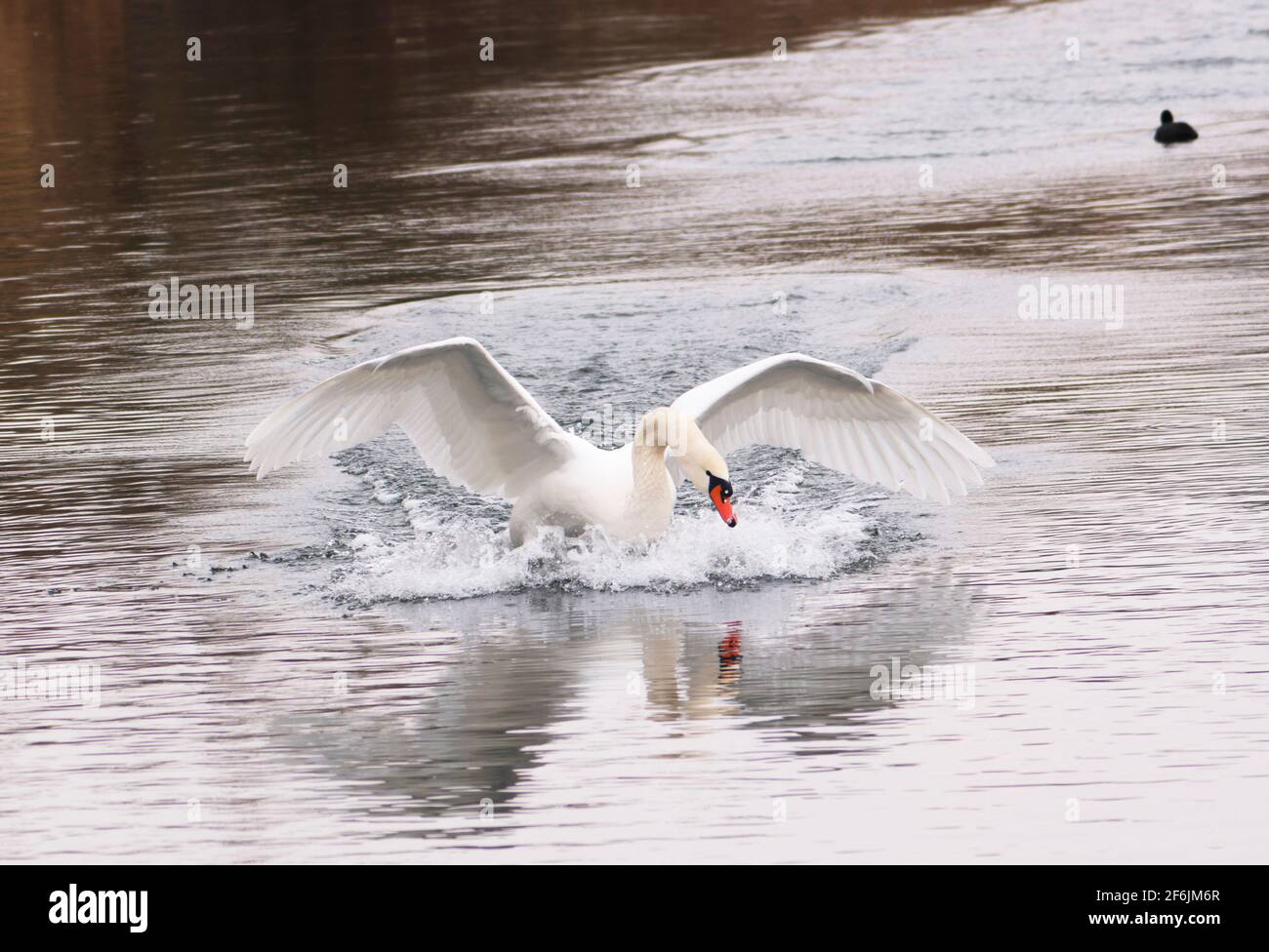 Un cigno muto (cygnus olor) nello Ziegeleipark, Heilbronn, Germania, Europa Foto Stock