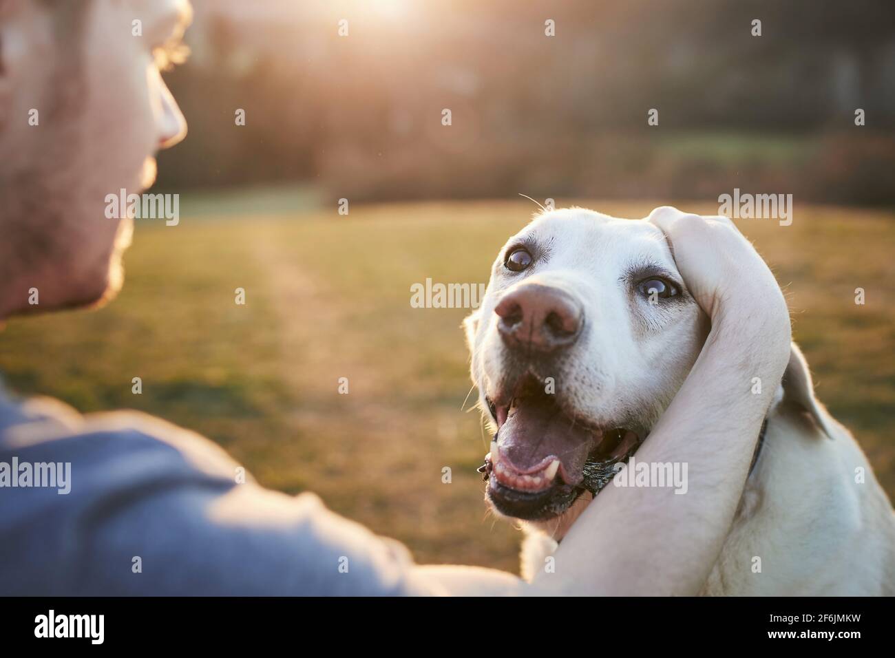 Giovane uomo che accarezzava il suo vecchio cane sul prato. Il proprietario degli animali e il vecchio labrador riever nella natura al bellissimo tramonto. Foto Stock