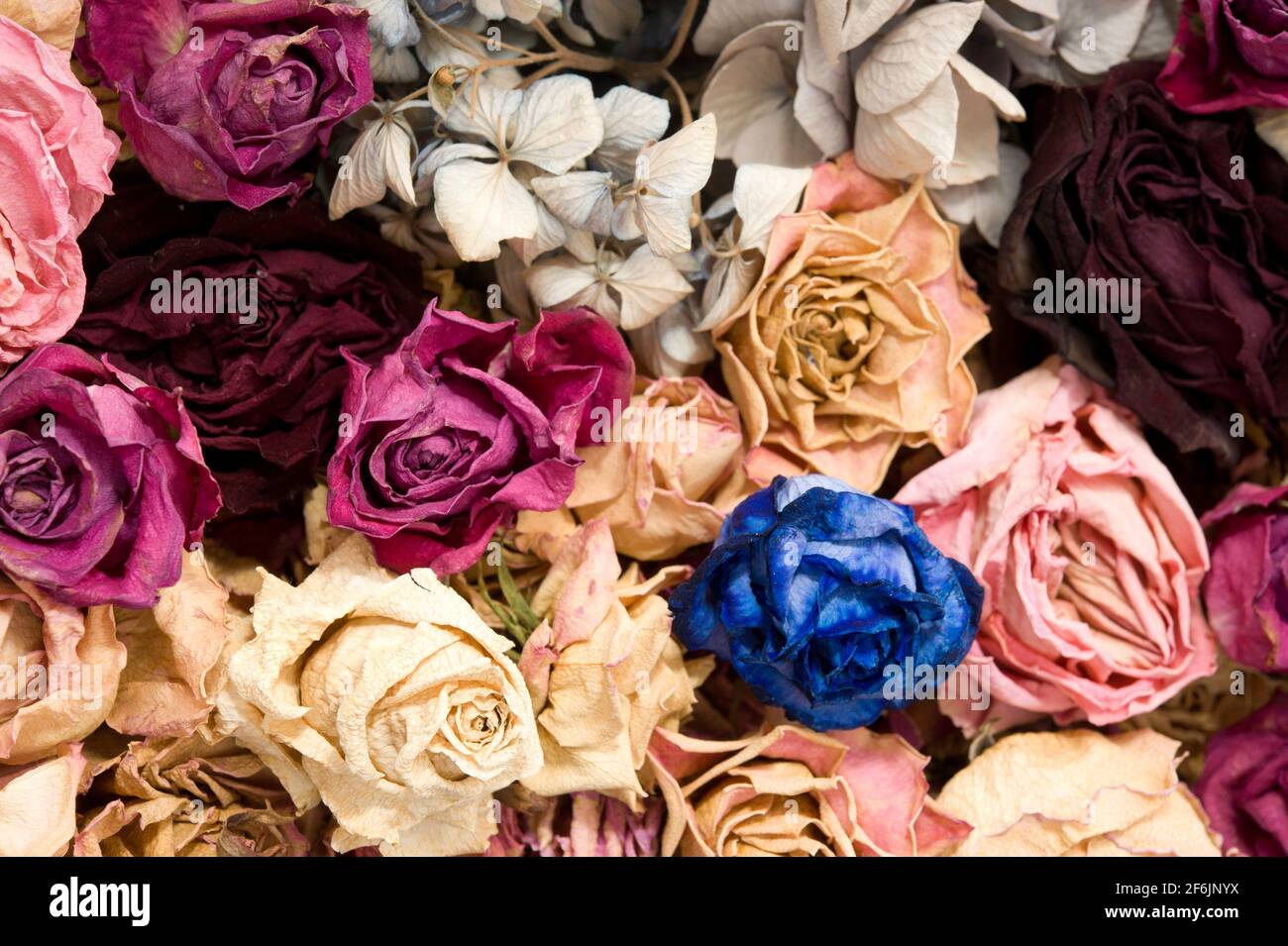 sfondo di rose secche come arte di parete Foto Stock