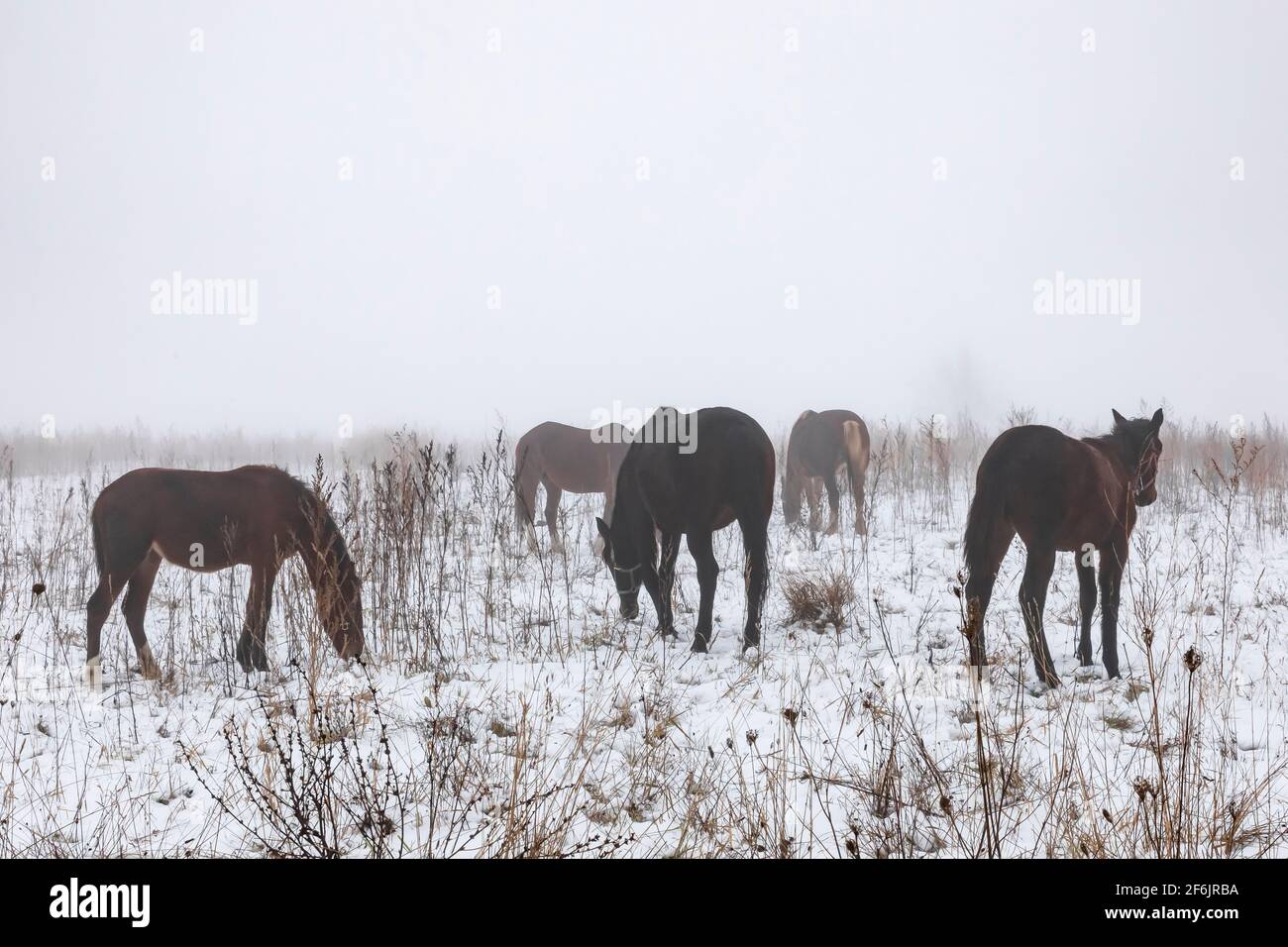 Amish lavoro cavalli in un pascolo nel Michigan centrale, Stati Uniti Foto Stock