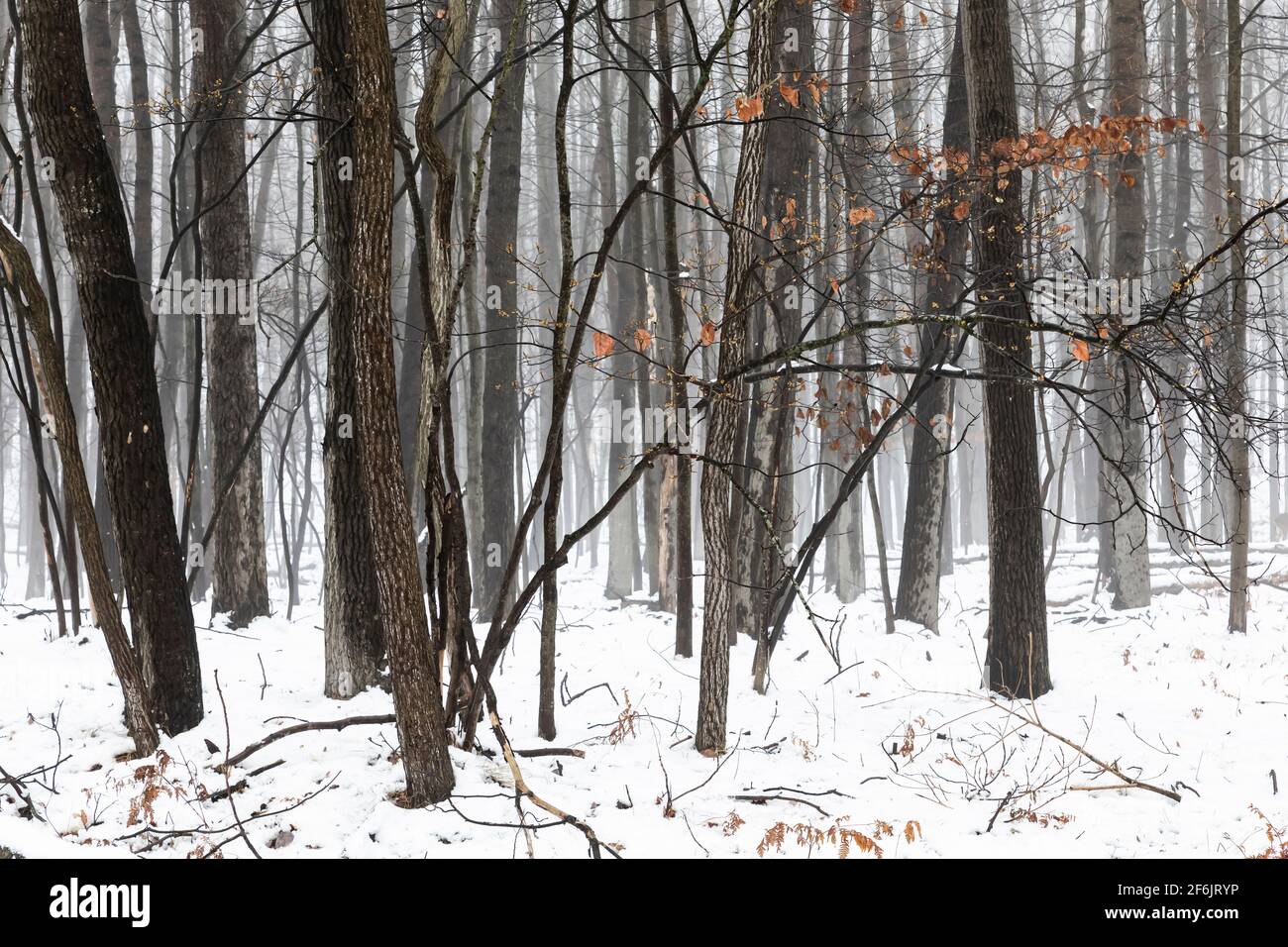 Foggy foresta e neve nel mese di novembre nel Michigan centrale, Stati Uniti Foto Stock