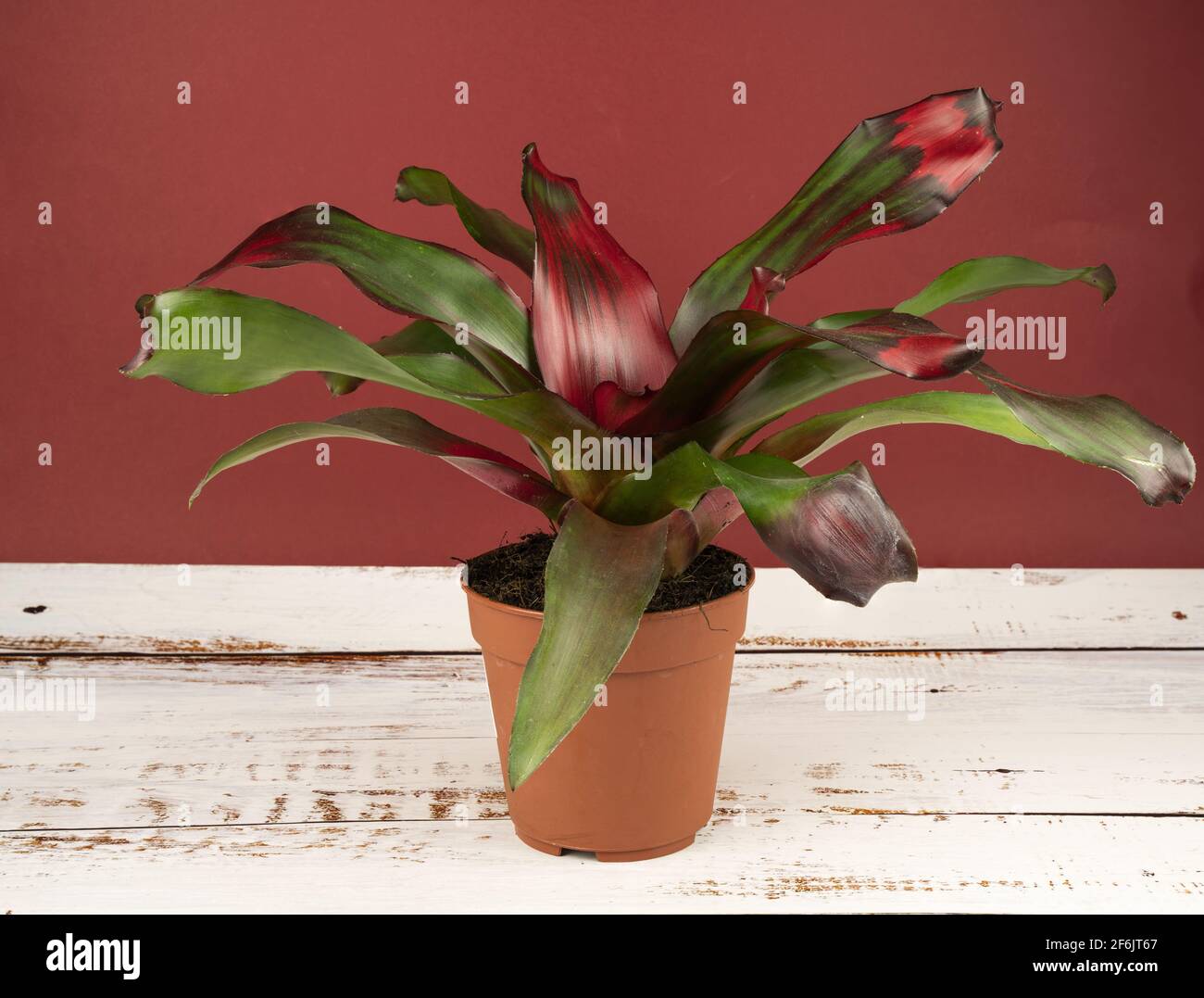 neoregelia carolinae in vaso con sfondo rosso, vista dall'alto Foto Stock