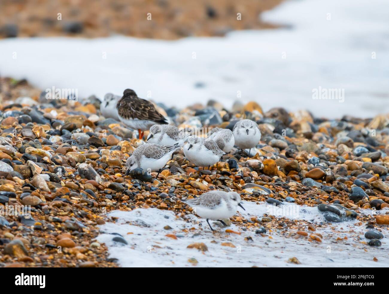 Uccelli di Sanderling (Calidris alba) su una spiaggia al mare in inverno nel Sussex occidentale, Inghilterra, Regno Unito. Foto Stock