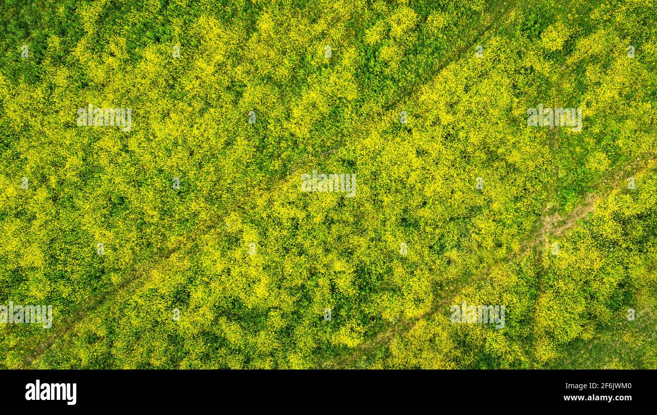 Campo fiorente di piante gialle a razzo con piste da pneumatico, vista aerea direttamente sopra, fondo astratto piatto Foto Stock