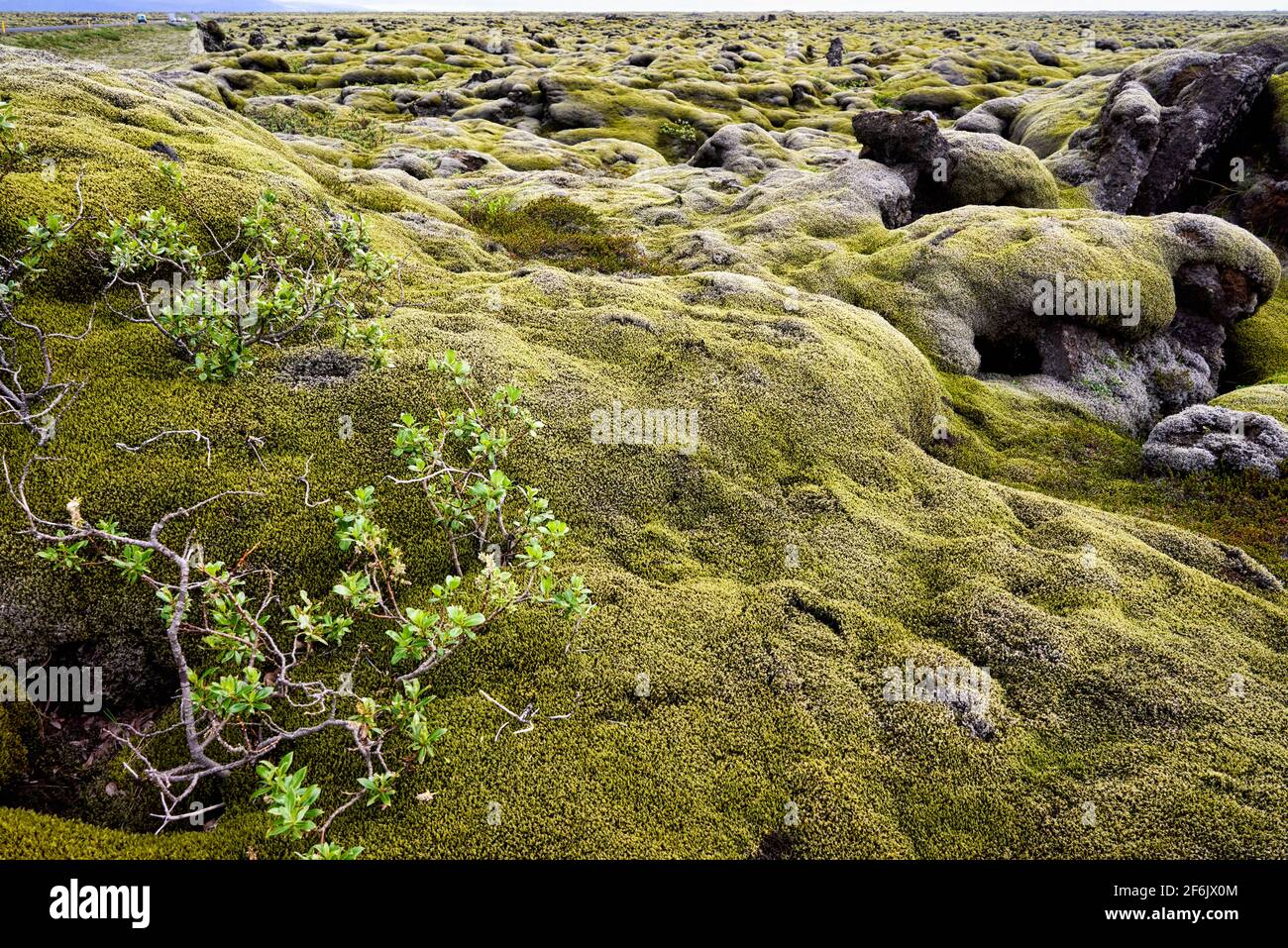 Muschio e fiori in estate. Islanda orientale Foto Stock