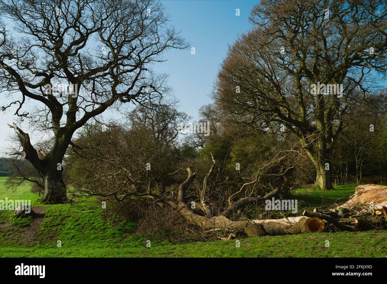 Danni da tempesta a alberi e rami caduti nel parco pubblico e campo da golf sulla Westwood in primavera a Beverley, Yorkshire, Regno Unito. Foto Stock