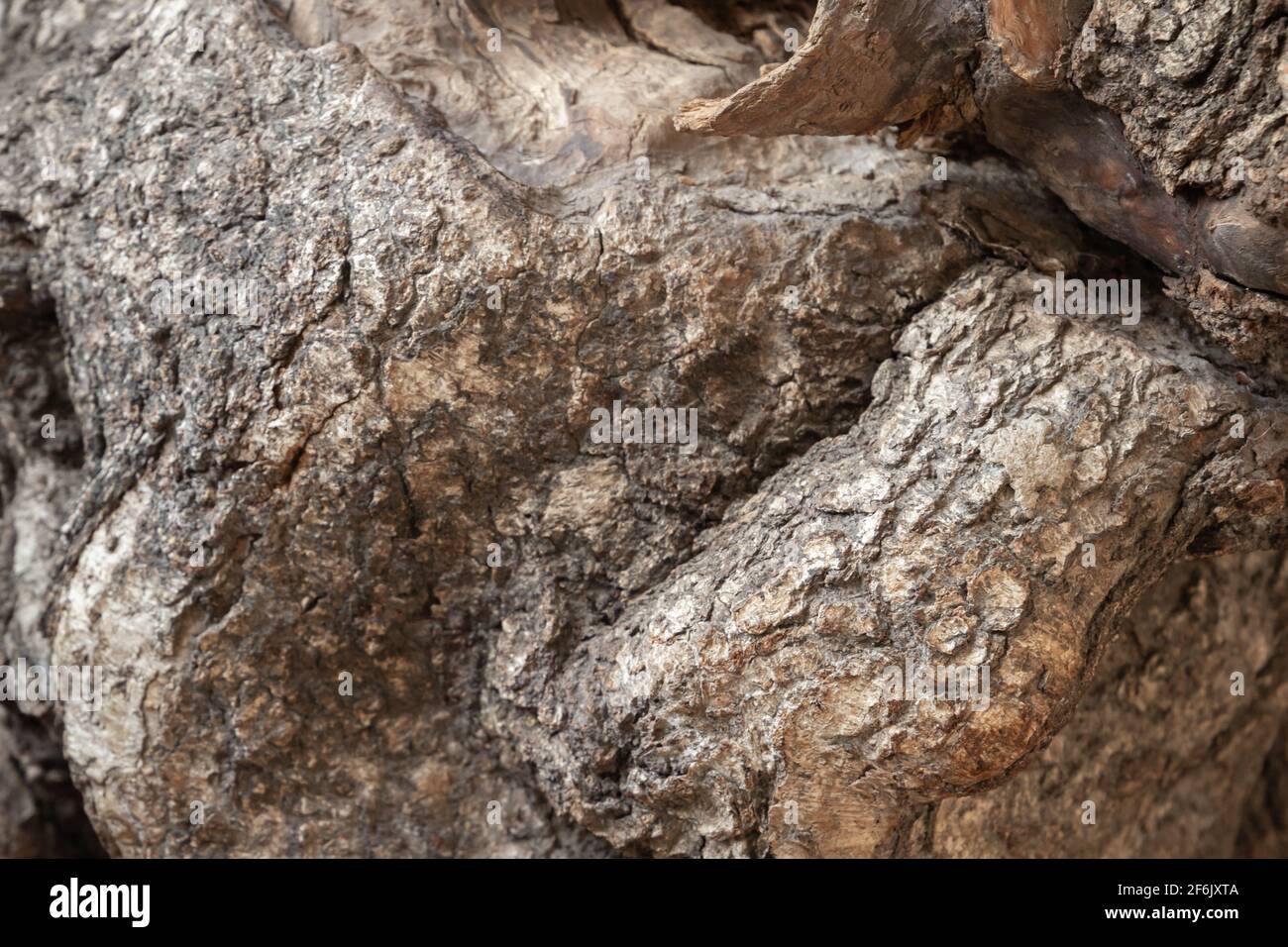 Burl su un tronco di betulla. Texture foto di sfondo ravvicinata Foto Stock