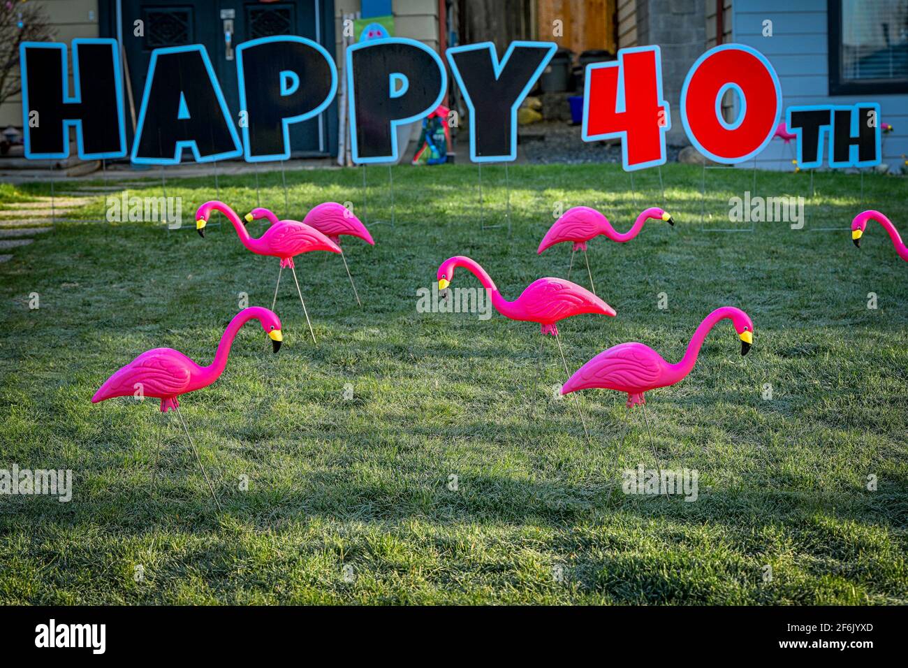 Fenicotteri rosa sul prato per festeggiare un compleanno Foto Stock
