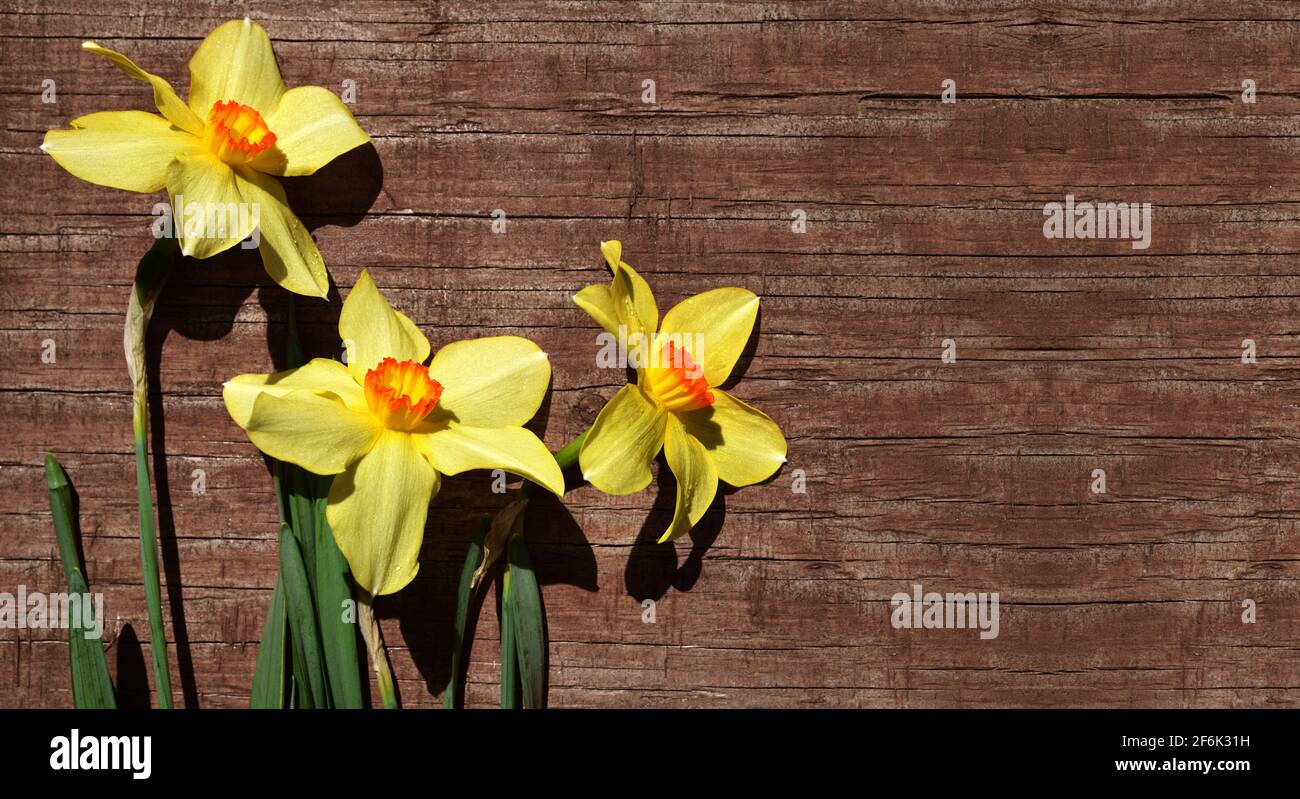 Fiori di Narcissus su sfondo ligneo. Stagione primaverile. Foto Stock