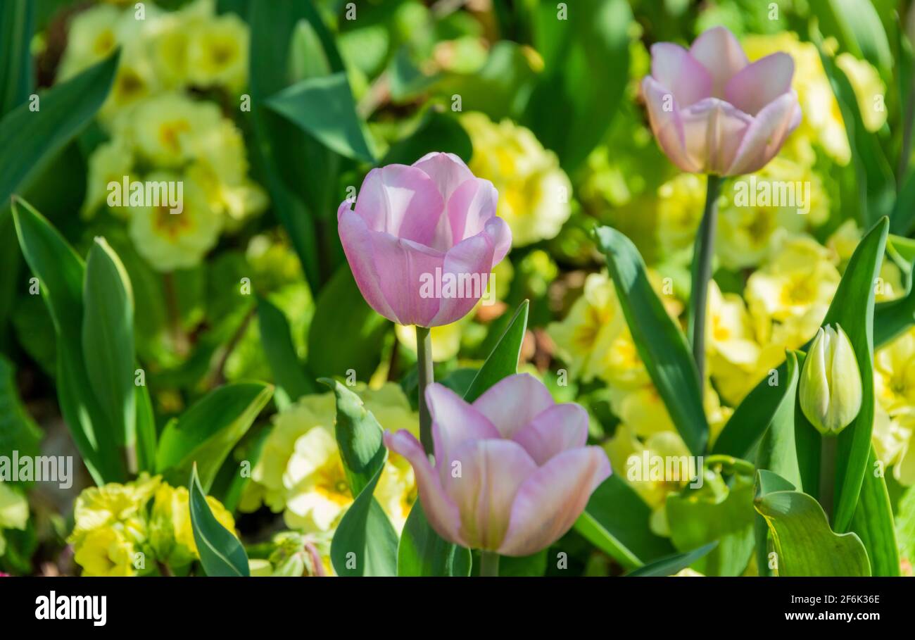 Tulipani rosa pallido tra le primerote gialle UK Foto Stock