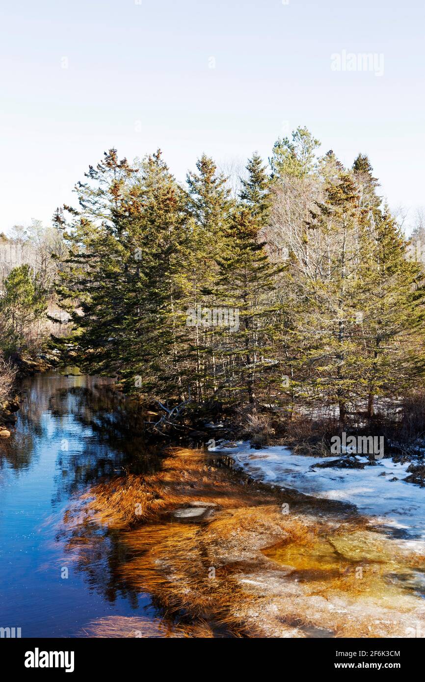 Alberi a Mill Cove a Chester, Nuova Scozia, Canada. L'acqua della baia è parzialmente congelata a causa del tempo invernale. Foto Stock