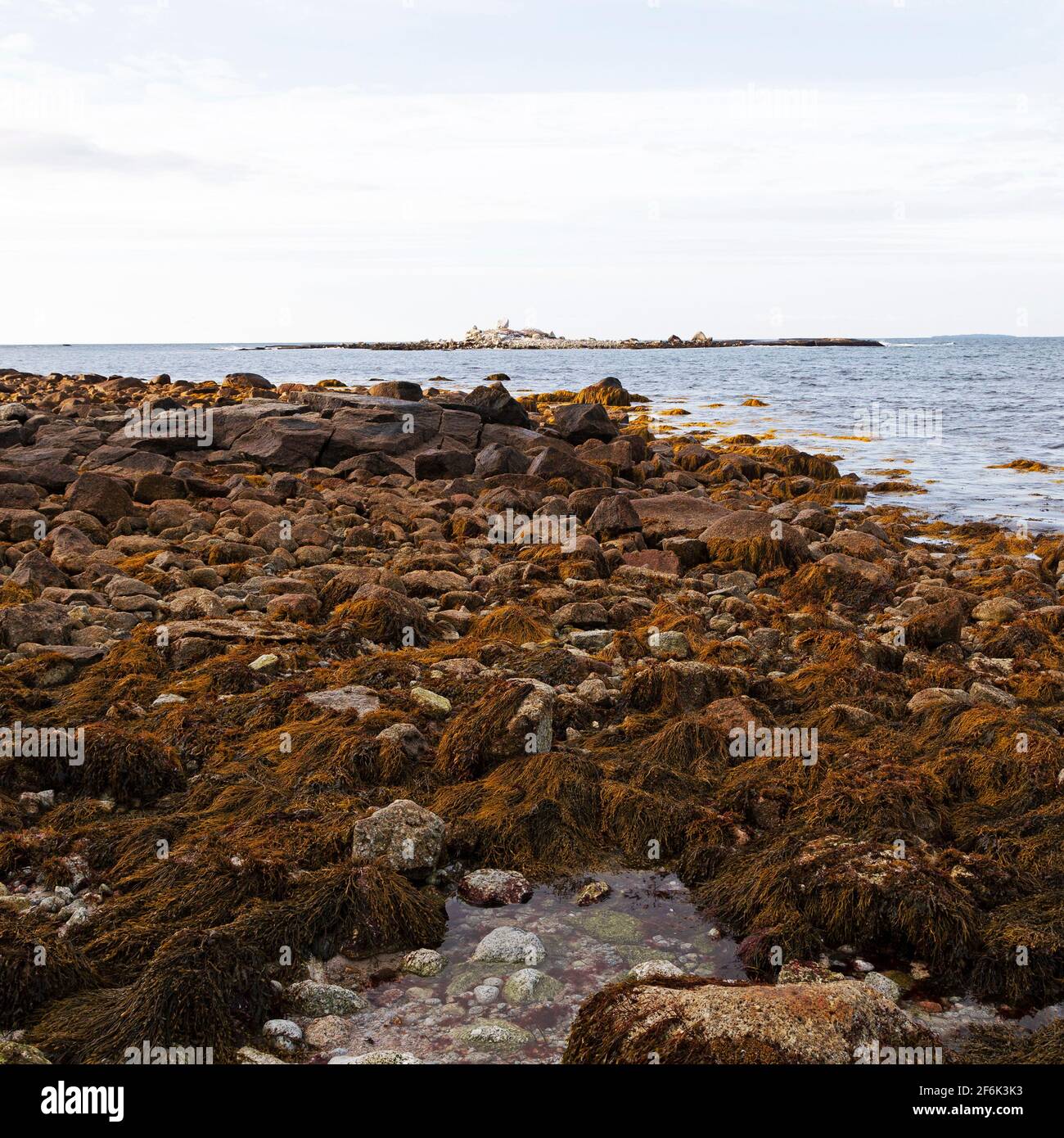 Alghe sulle rocce a Indian Harbour in Nova Scotia, Canada. Il porto si apre sull'Oceano Atlantico. Foto Stock