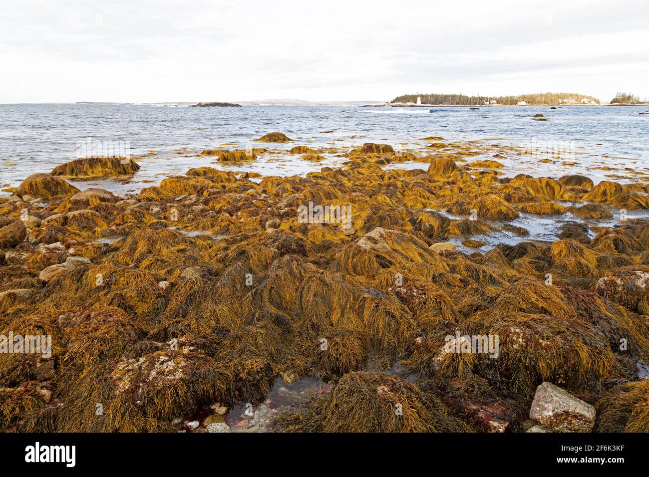 Alghe sulle rocce a Indian Harbour in Nova Scotia, Canada. Il porto si apre sull'Oceano Atlantico. Foto Stock