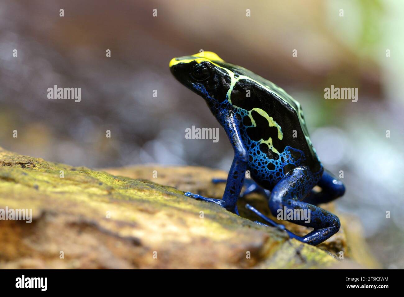 Rana di freccette di tintura blu (Dendrobates tinctorius). Rana tropicale che vive in Sud America. Foto Stock