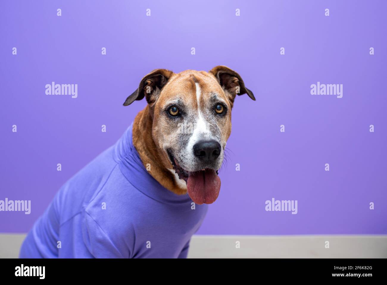 Cane in un maglione, cane al lavoro con una parete viola. Concetto di  animali domestici al lavoro, animali domestici che lavorano come persone  Foto stock - Alamy