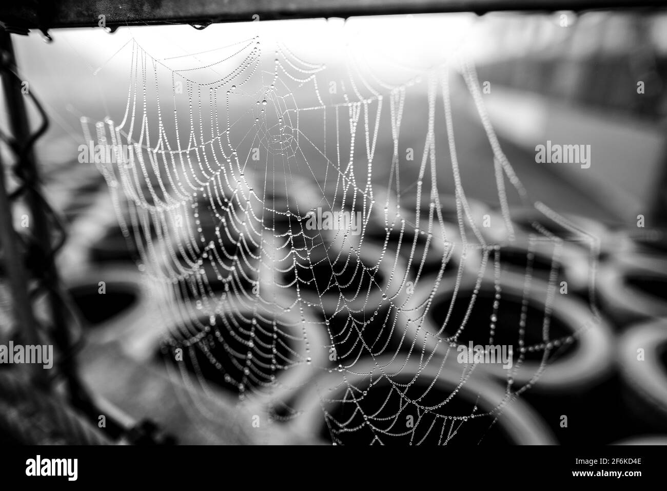 Partenza da toile d'araignée Spider web durante la Formula Renault 2.0 2017 a Spa Francorchamps, Belgio, dal 22 al 24 settembre - Foto Frederic le Floc'h / DPPI Foto Stock