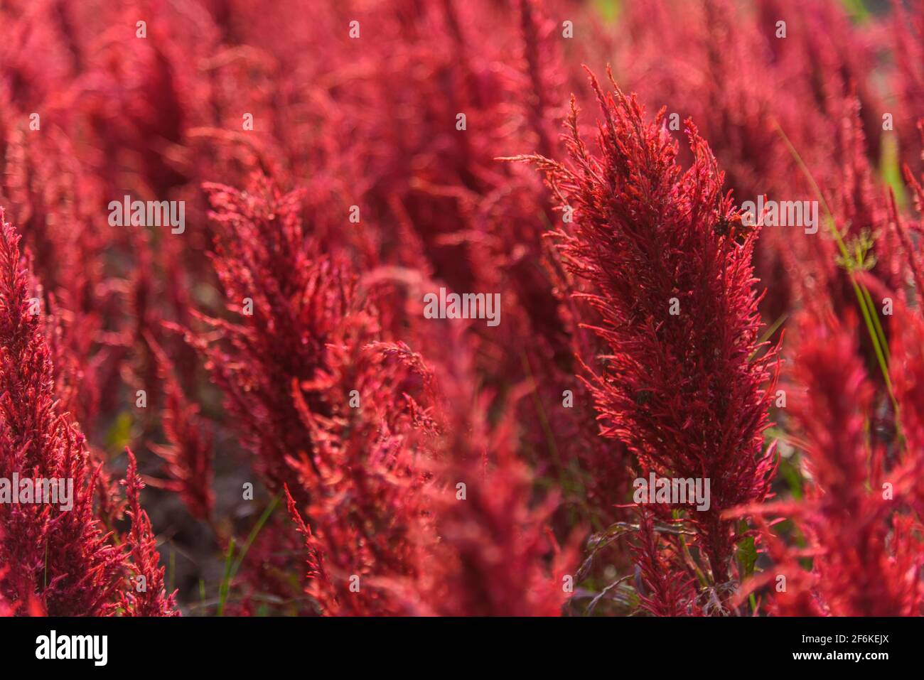 Bellissimo colorato parco di lana cinese Flower al tramonto Foto Stock