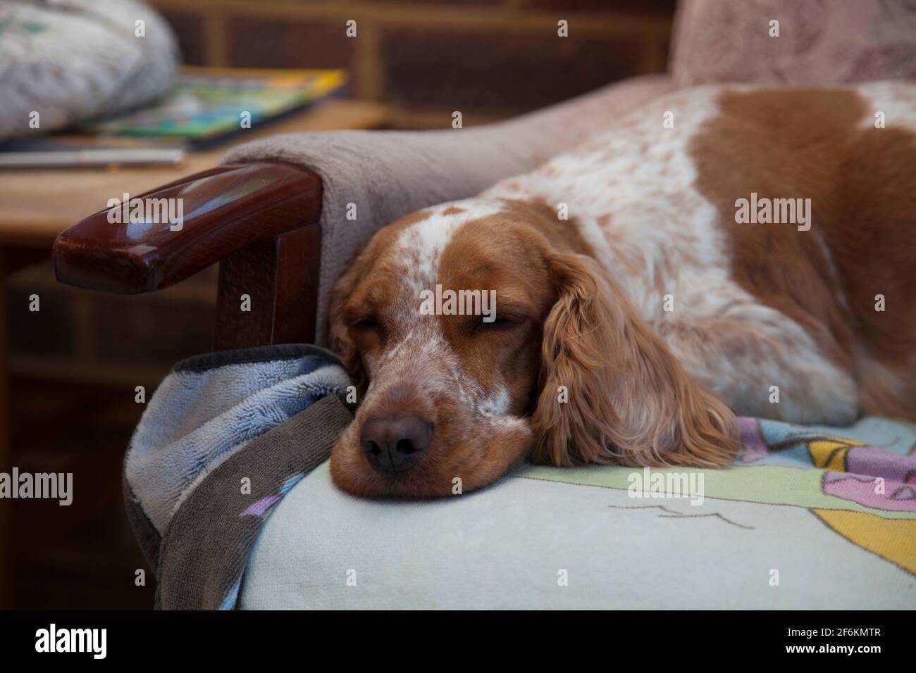 Due anni di arancio Roan Cocker Spaniel cagna rilassante nella sua sedia, quasi addormentato, ma non del tutto. Foto Stock