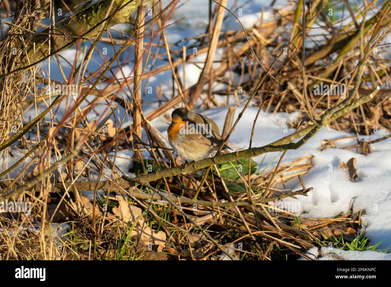 Rotkehlchen sitzt auf einem AST im Schnee sein è caduto ist aufgeblustert Foto Stock