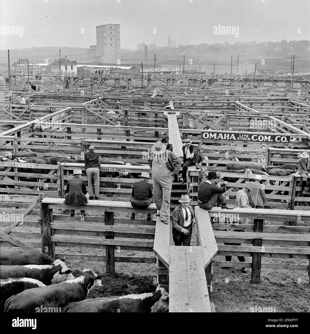 I bovini sottoposti a ispezione da parte di uomini e acquirenti della commissione prima della vendita all'asta. Union Stockyards, Omaha, Nebraska. 1941. Foto Stock