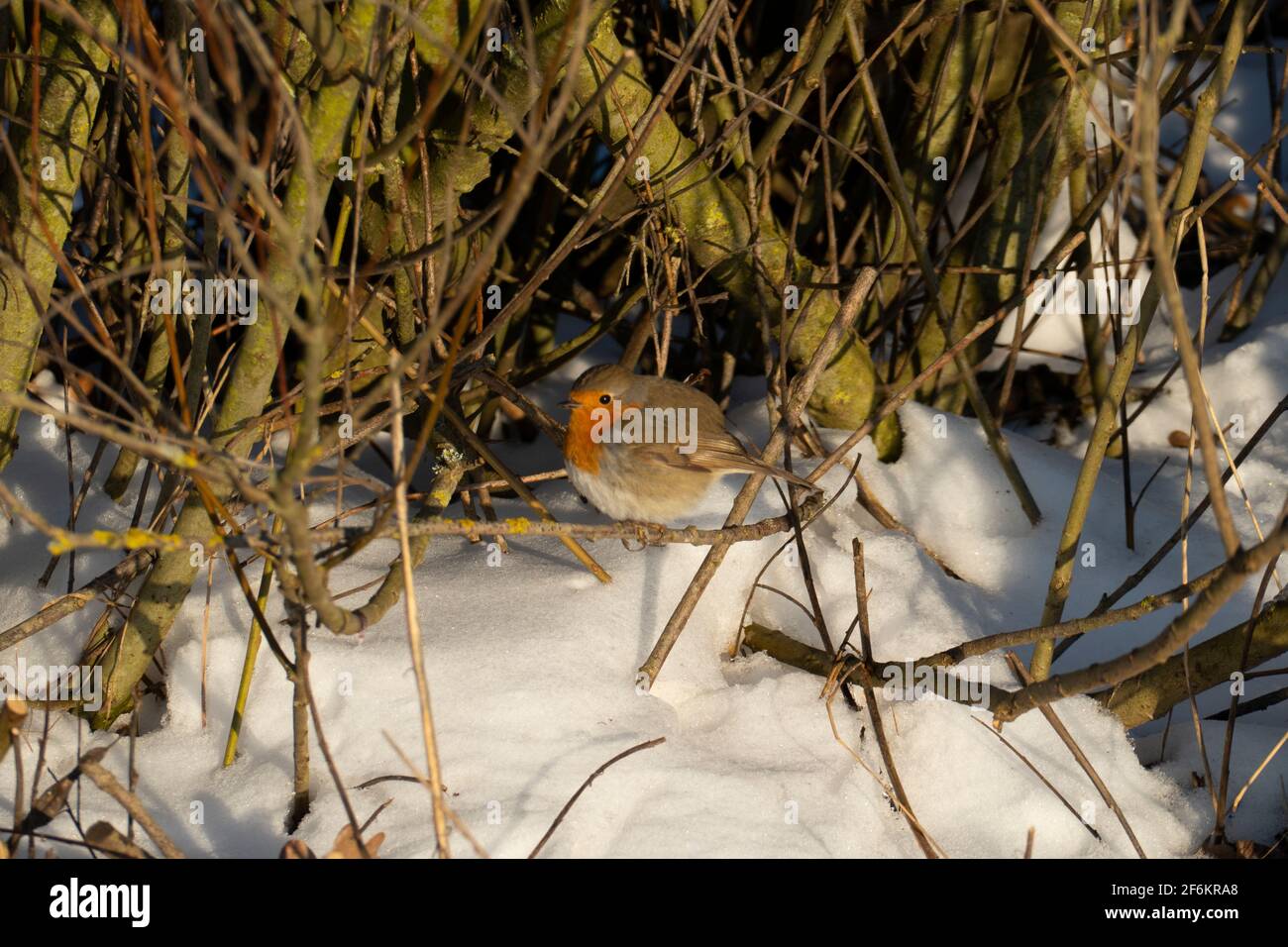 Rotkehlchen sitzt auf einem AST im Schnee sein è caduto ist aufgeblustert Foto Stock