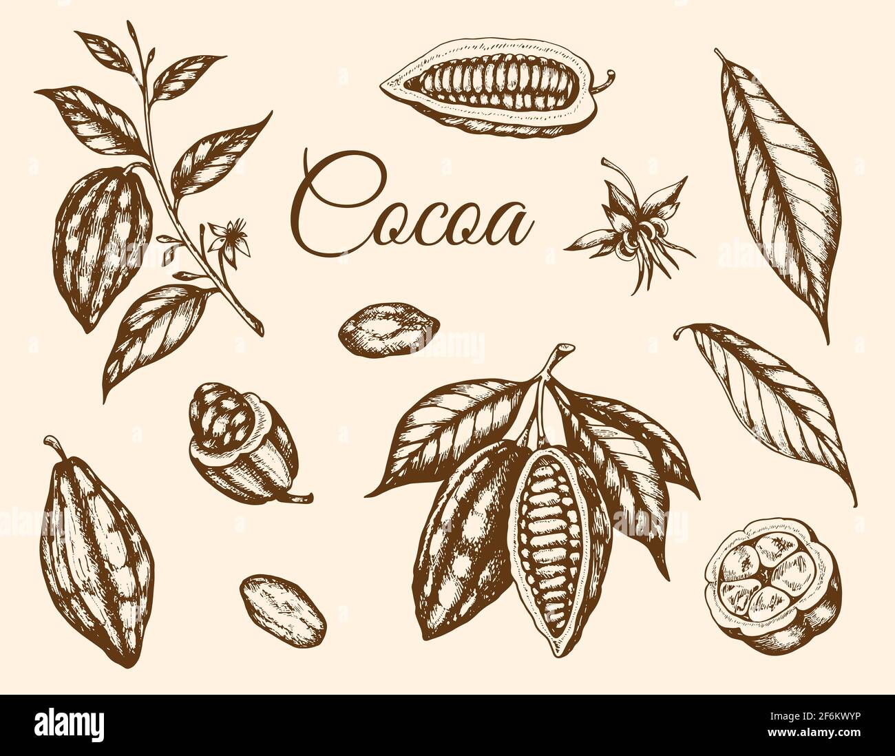 Set di piante di cacao e di semi di cacao estratti a mano. Illustrazione di stile vintage Foto Stock