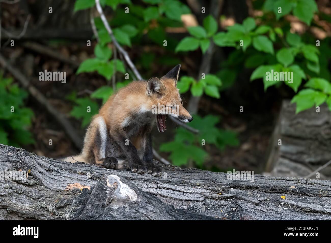 Il kit Fox sbadiglia dopo il risveglio dalla sua serata estiva nap - su un log con uno sfondo verde frondoso Foto Stock