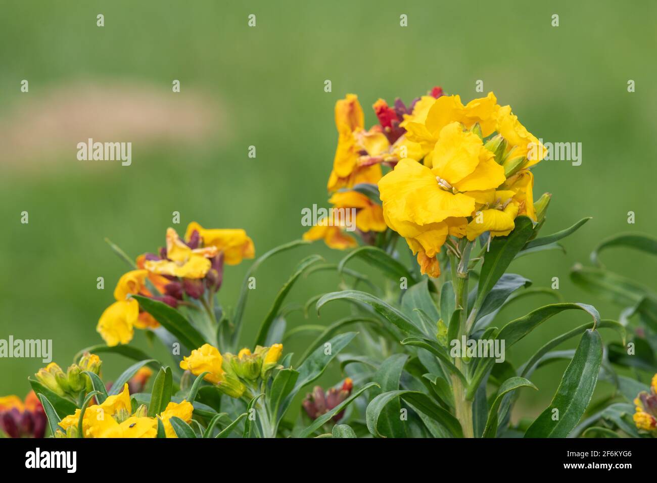 Primo piano di un fiore giallo (erysimum cheiri) in fiore Foto Stock