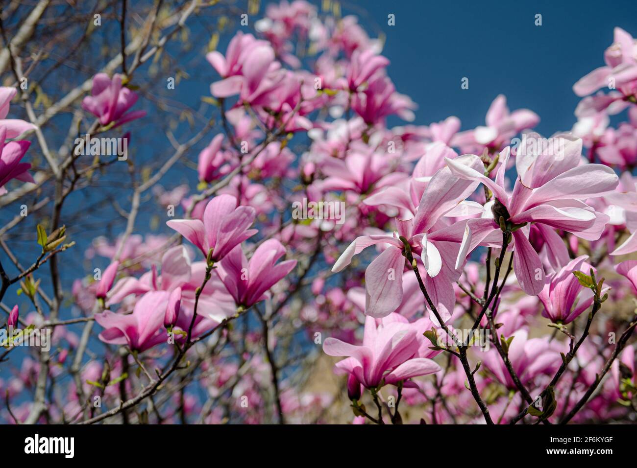 Magnolia Tree in fiore in primavera a Londra Foto Stock