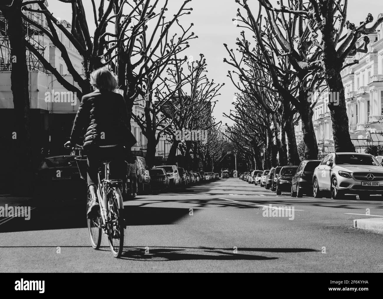Lady pedalando lungo Hollad Park con alberi pollardati su entrambi lato della strada Foto Stock