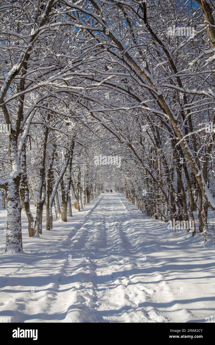 Rami sottili di alberi piegati sul percorso. Strada invernale coperta di neve che si estende in lontananza. I tronchi curvi della pianta formano un arco vivente. Foto Stock