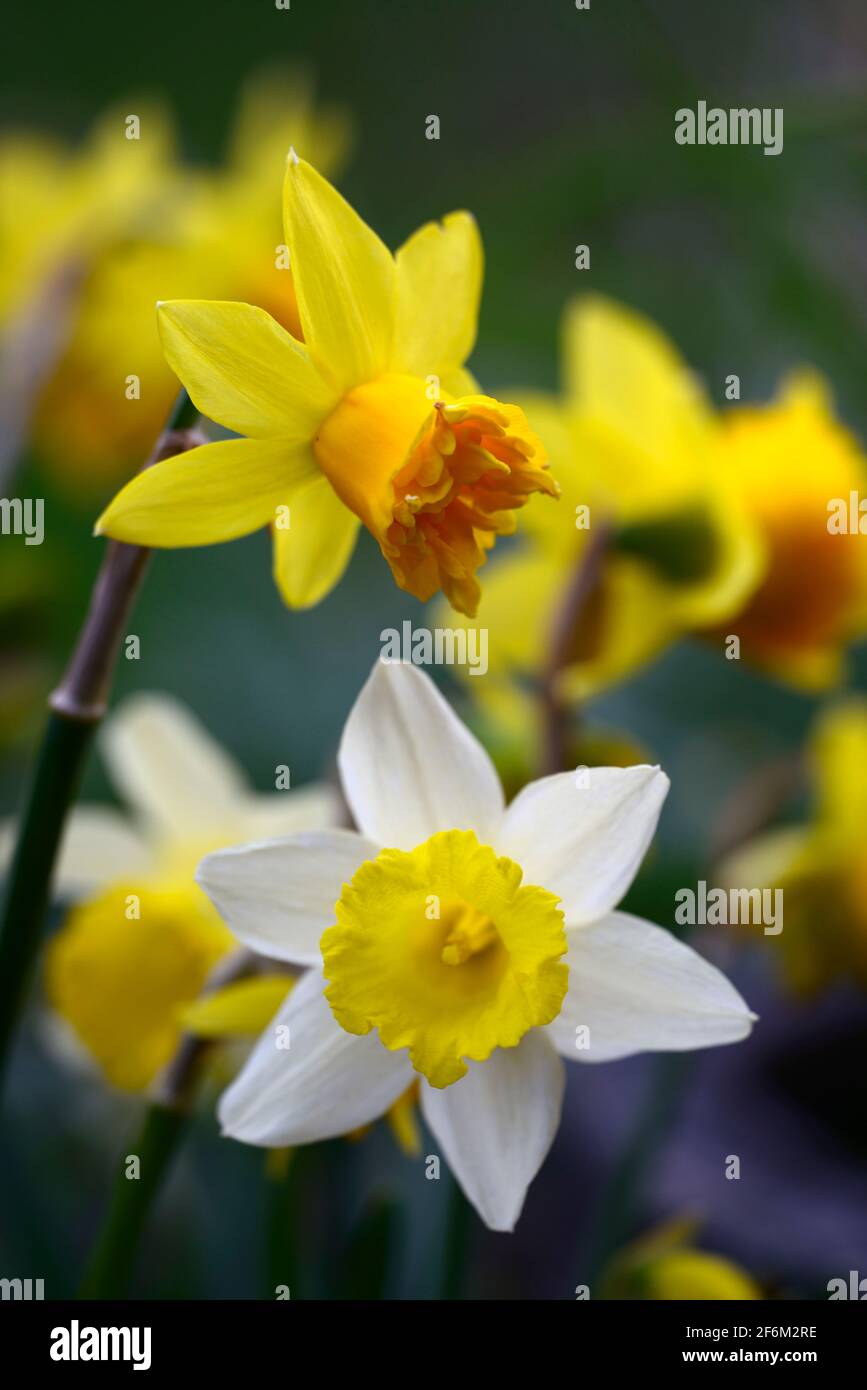 Narcissus Tete Boucle,Narcissus Topolino,doppia forma di tete-a-tete,doppio fiore giallo-farfalla,doppio giallo-ambra fiori, petali d'avorio appuntiti a Foto Stock