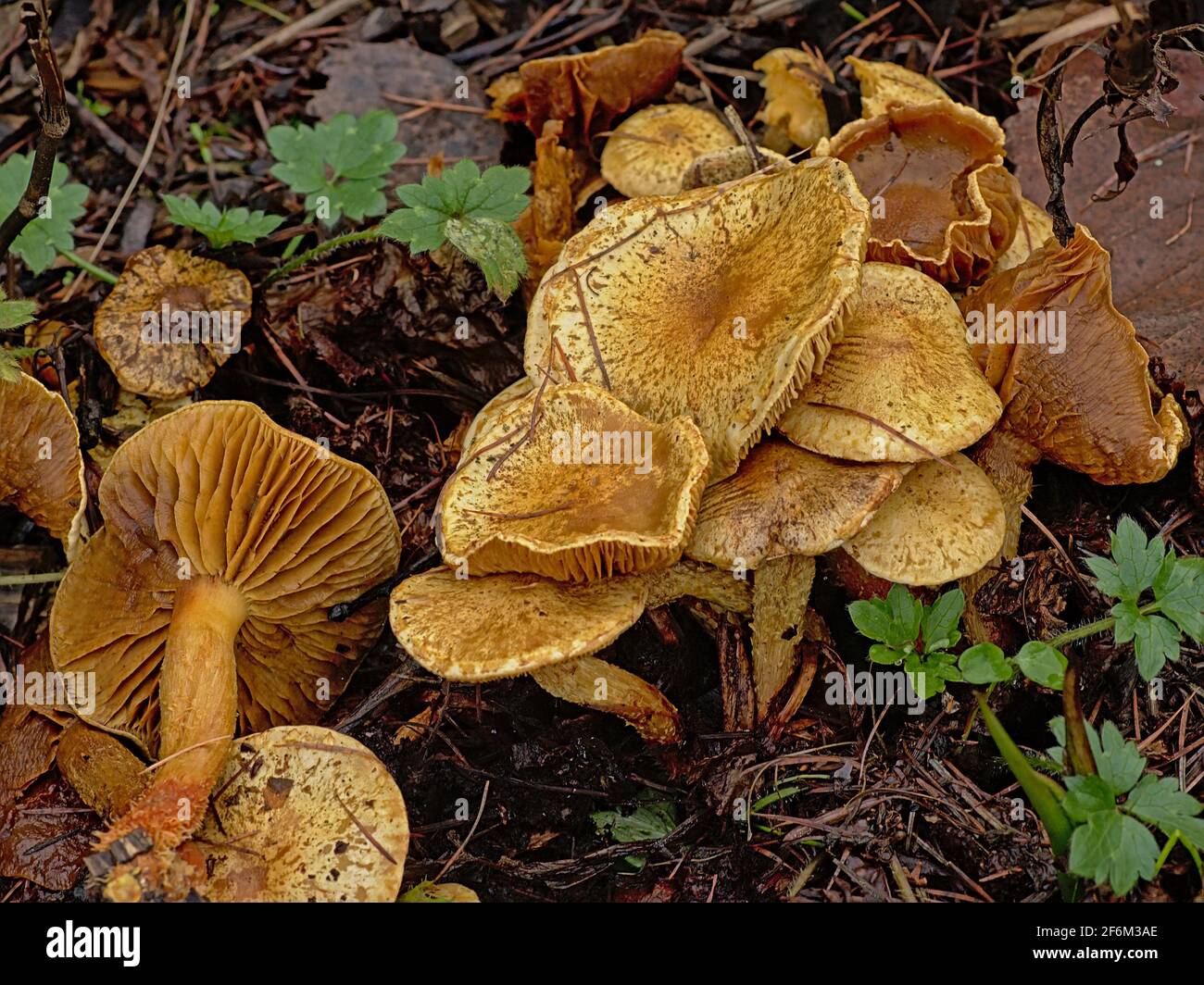 Vecchi funghi chanterelle decadenti con cappelli a curva sulla foresta pavimento Foto Stock