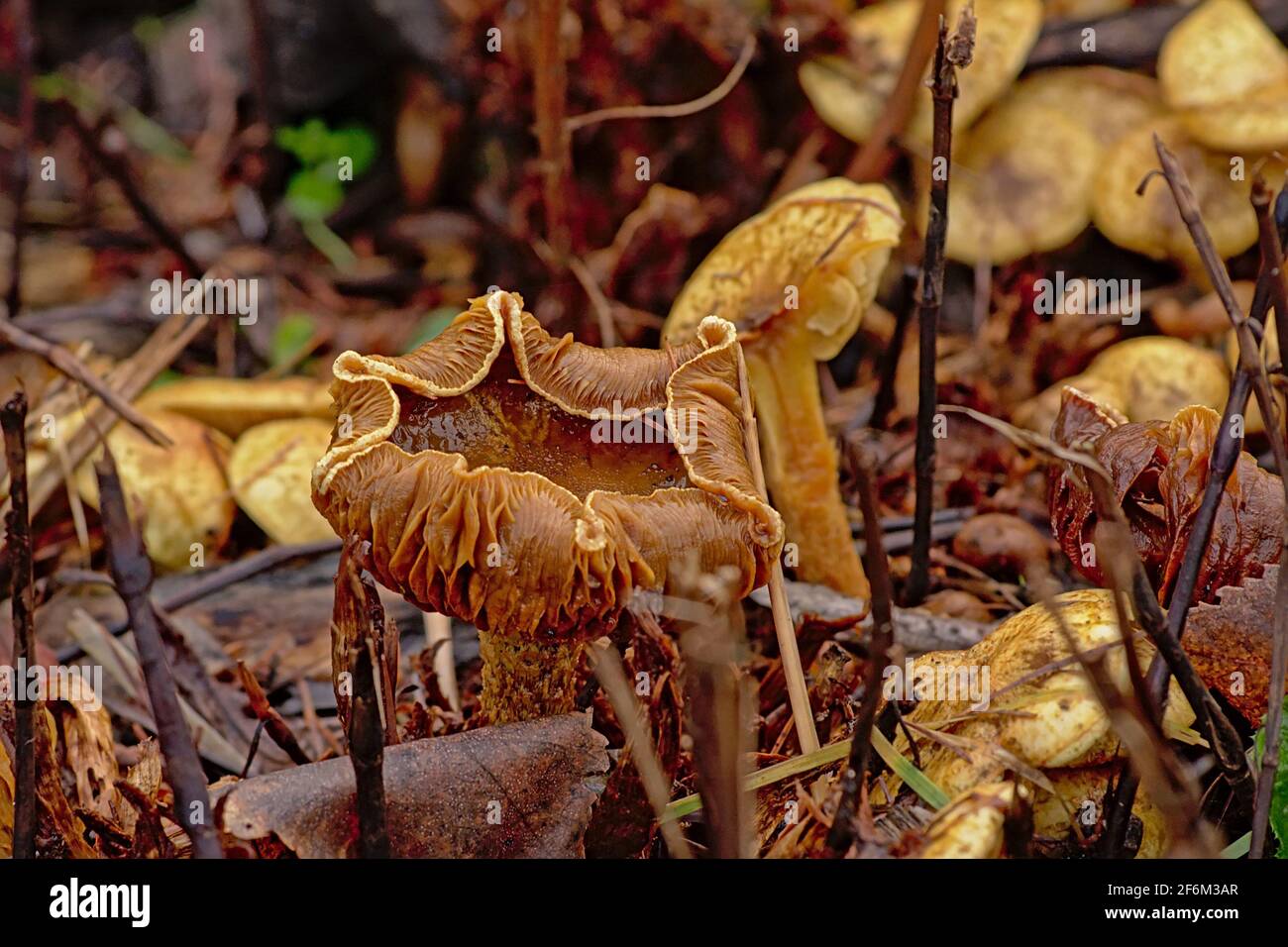 Vecchi funghi chanterelle decadenti con cappelli a curva sulla foresta pavimento Foto Stock
