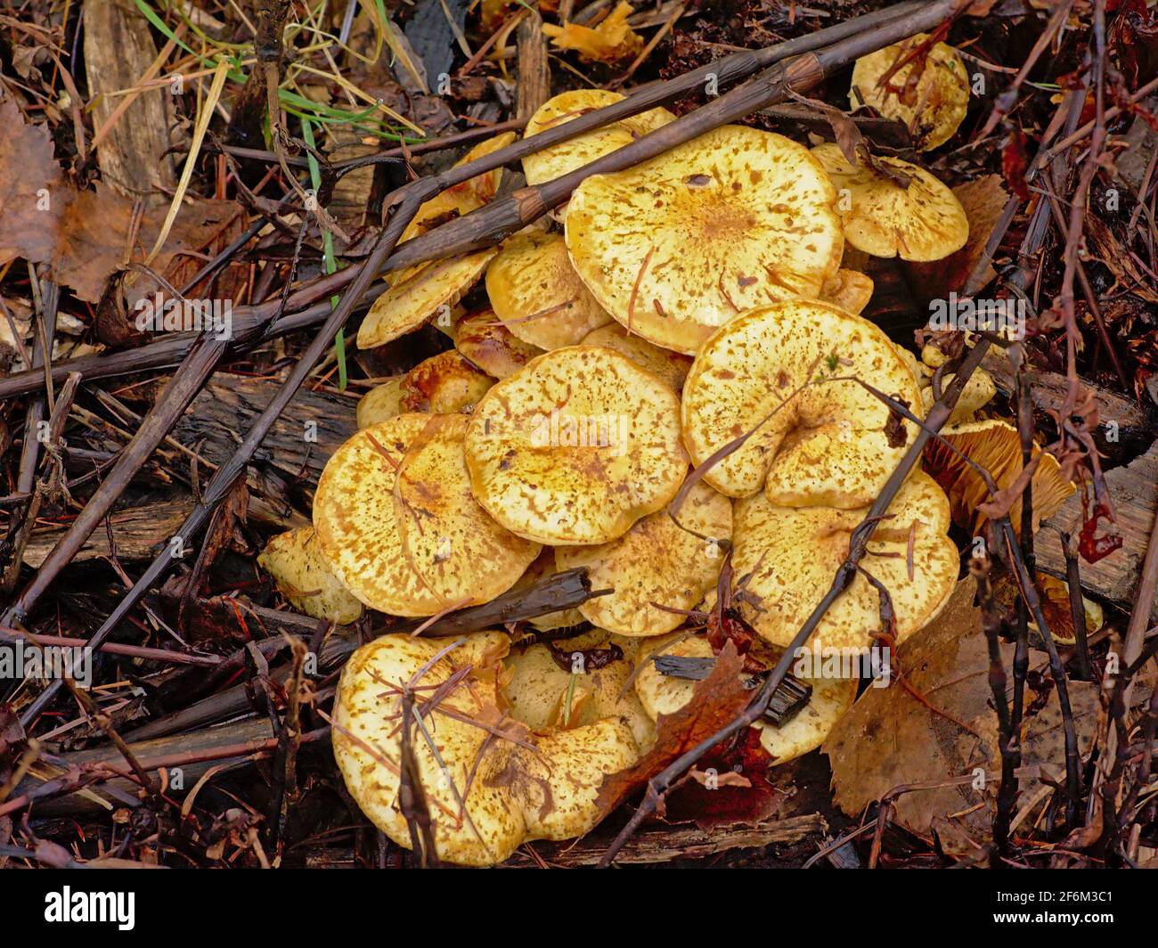 Vecchi funghi chanterelle decadenti con cappelli a curva sulla foresta pavimento Foto Stock