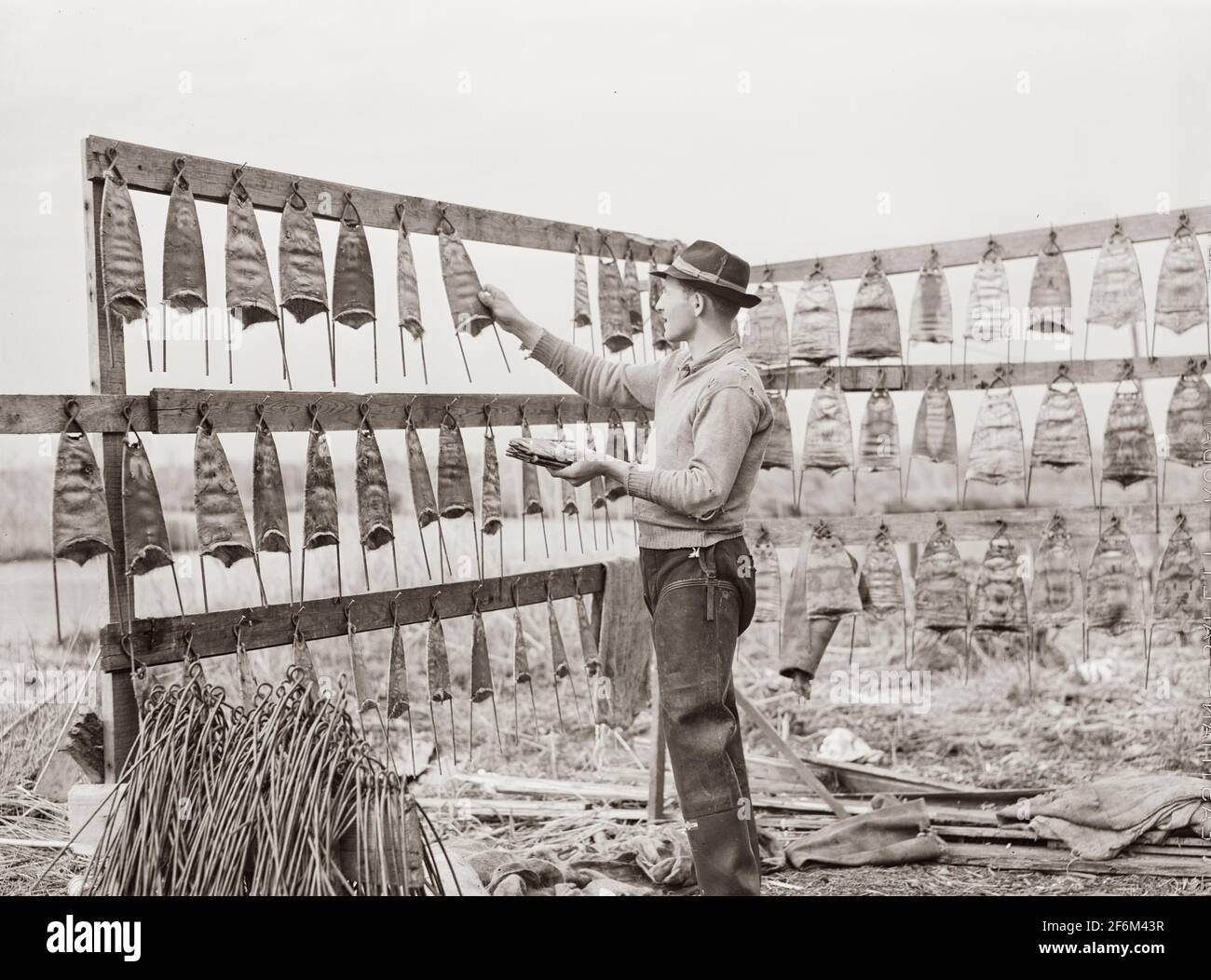 Trapezio spagnolo appeso le pelli di muskrat fino ad asciugare dopo aver asciugato prima la pelliccia interna e metterle su barelle di filo davanti al loro campo di palude. Isola di Delacroix, Parrocchia di San Bernardo, Louisiana. 1941. Foto Stock