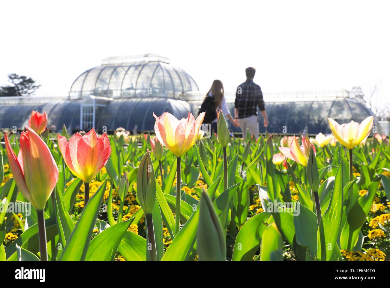 Tulipani primaverili di fronte alla Palm House a Kew Gardens, nel sud-ovest di Londra, Regno Unito Foto Stock
