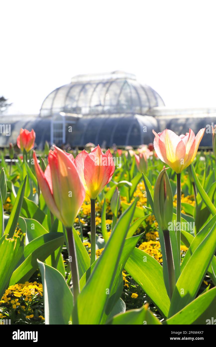 Tulipani primaverili di fronte alla Palm House a Kew Gardens, nel sud-ovest di Londra, Regno Unito Foto Stock