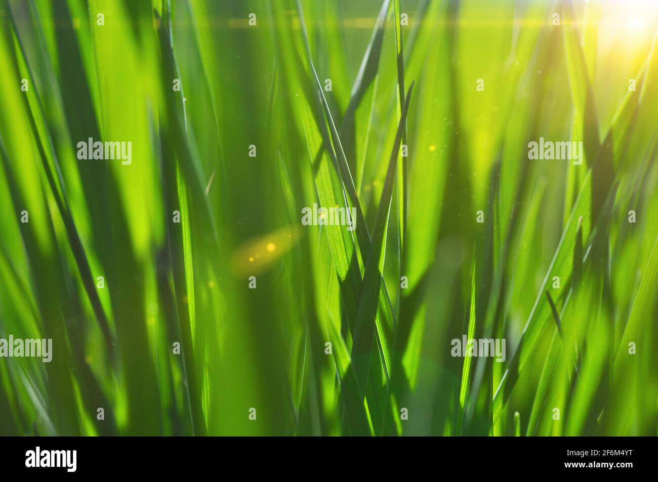 Erba verde primo piano. Macro. Erba nei raggi solari. Messa a fuoco morbida. Astratto natura sfondo. Foto Stock